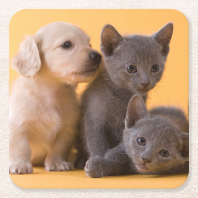 Russian Blue Kittens & Dachshund Puppies Square Paper Coaster (Front)
