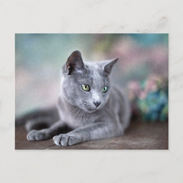 Russian Blue Postcard (Front)