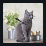 Russian Blue Square Wall Clock<br><div class="desc">Portrait of a purebred Russian Blue Cat in Still Life with Tulips and Pears</div>