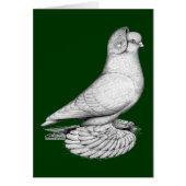 Russian Tumbler Pigeon (Front)