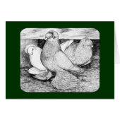 Russian Tumbler Pigeons 1984 (Front Horizontal)