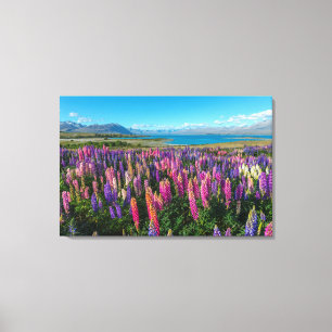Russle Lupines at Lake Tekapo New Zealand Canvas Print