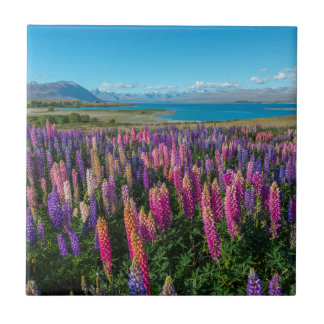 Russle Lupines at Lake Tekapo | New Zealand Ceramic Tile