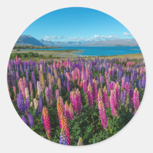 Russle Lupines at Lake Tekapo New Zealand Classic Round Sticker