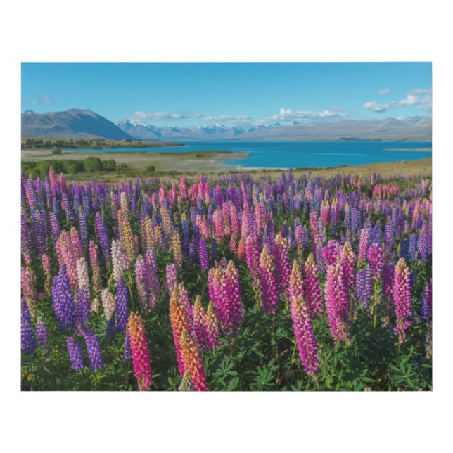 Russle Lupines at Lake Tekapo | New Zealand Faux Canvas Print (Front)