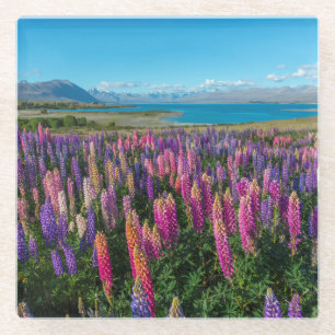 Russle Lupines at Lake Tekapo   New Zealand Glass Coaster