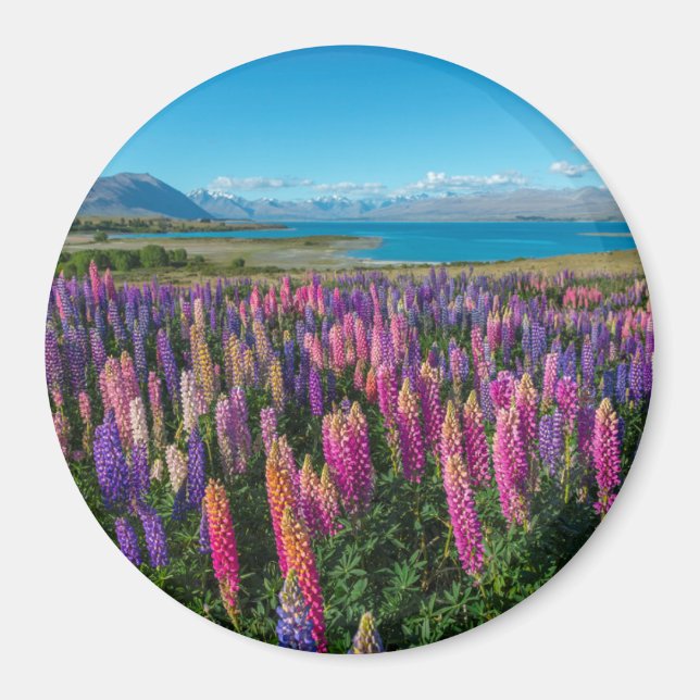 Russle Lupines at Lake Tekapo | New Zealand Magnet (Front)