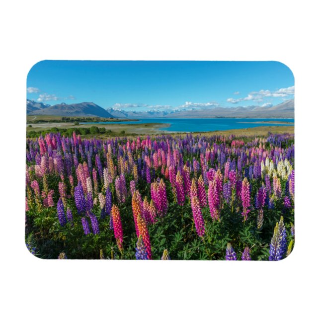 Russle Lupines at Lake Tekapo | New Zealand Magnet (Horizontal)