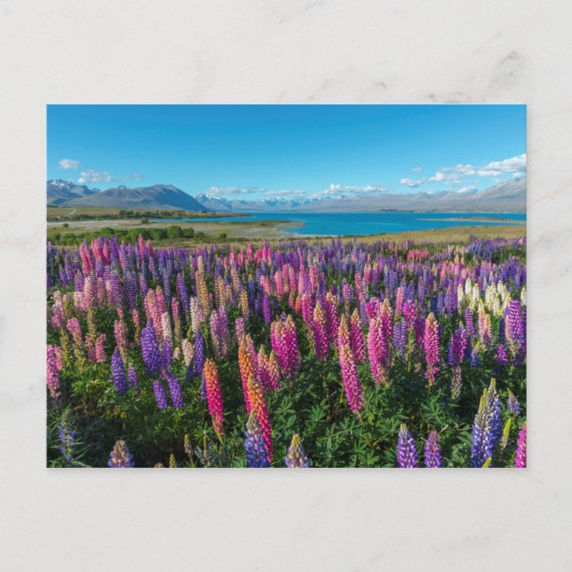 Russle Lupines at Lake Tekapo | New Zealand Postcard (Front)