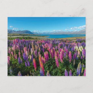 Russle Lupines at Lake Tekapo | New Zealand Postcard