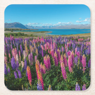 Russle Lupines at Lake Tekapo   New Zealand Square Paper Coaster