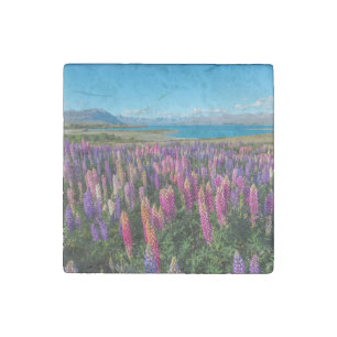 Russle Lupines at Lake Tekapo   New Zealand Stone Magnet