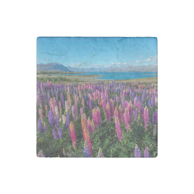 Russle Lupines at Lake Tekapo | New Zealand Stone Magnet (Front)