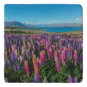 Russle Lupines at Lake Tekapo New Zealand Trivet