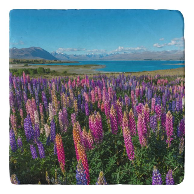 Russle Lupines at Lake Tekapo | New Zealand Trivet (Front)