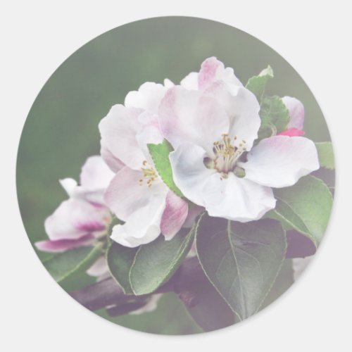 Rustic Apple Tree Blossoms Spring Stickers