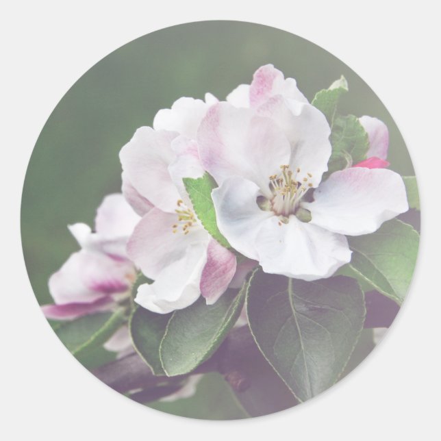 Rustic Apple Tree Blossoms Spring Stickers (Front)