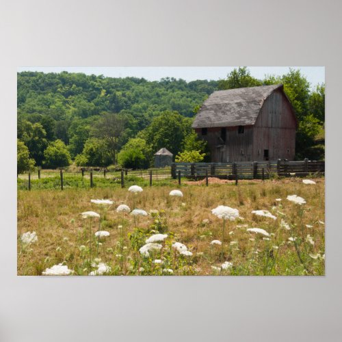 Rustic Barn and Queen Annes Lace Poster