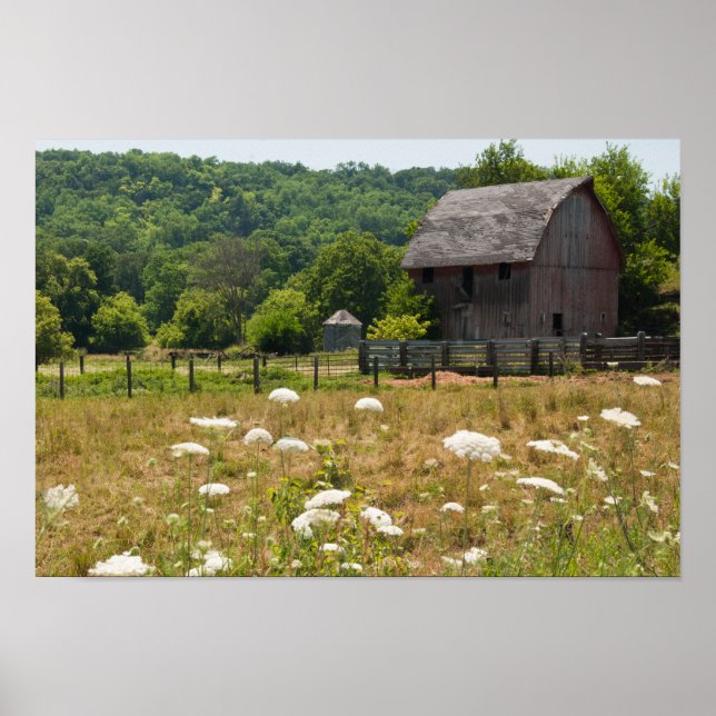 Rustic Barn and Queen Anne's Lace Poster (Front)