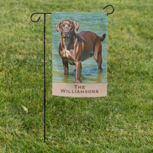 Rustic Chocolate Lab Dog in Water Garden Flag