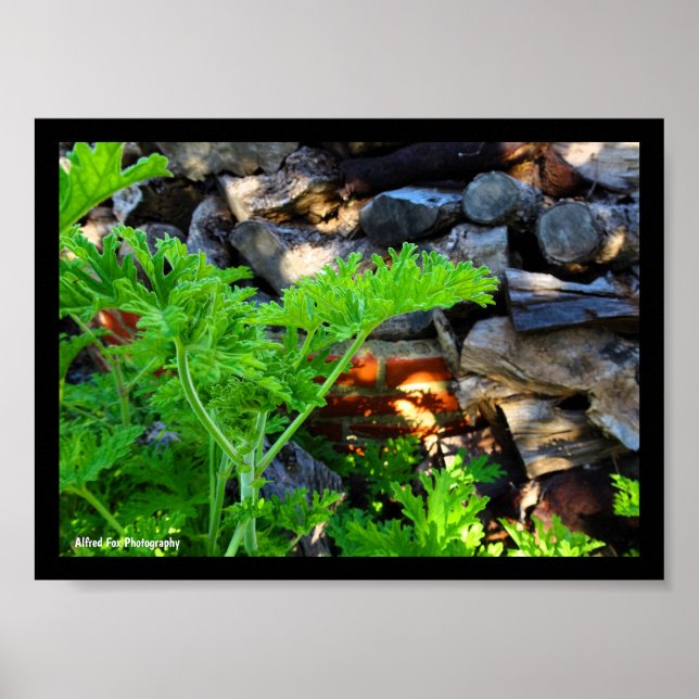 Rustic Citronella Leaf Poster (Front)