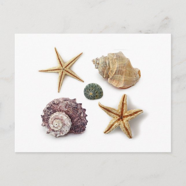 rustic coastal  beach chic seashell starfish postcard (Front)