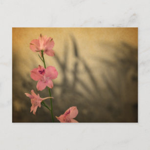 rustic country garden pink flowers wildflower postcard