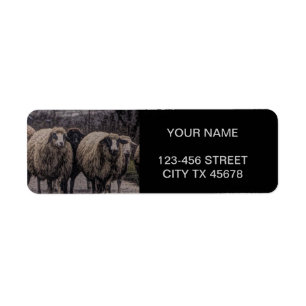 Rustic country road ranch farm herd of sheep label