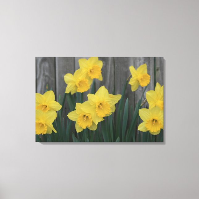 Rustic Daffodil Flower Country Garden Fence Photo Canvas Print (Front)