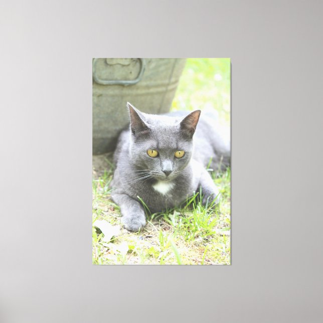 Rustic Design Gray Cat Canvas Print (Front)