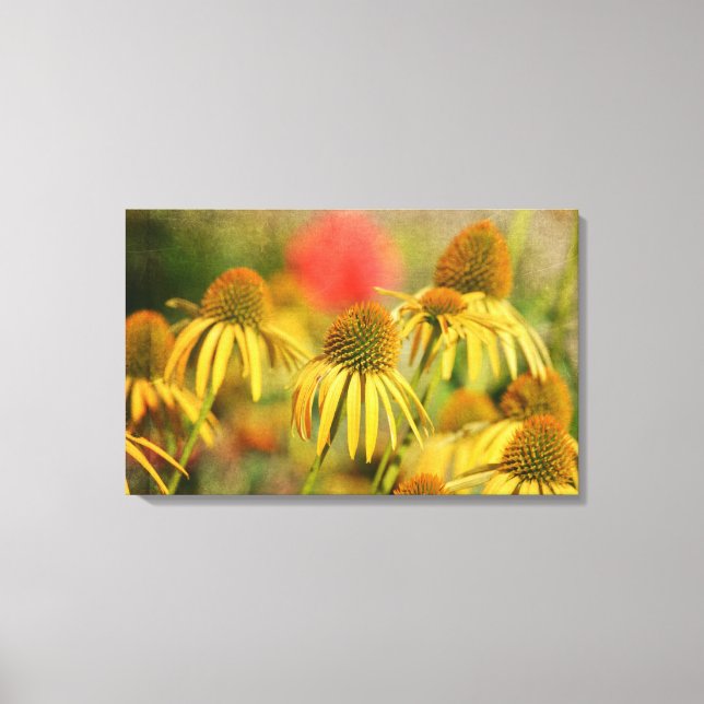 Rustic Echinacea Flowers Canvas Print (Front)