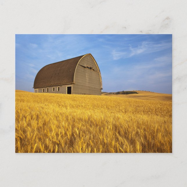 Rustic old barn in mature wheat field in the 2 postcard (Front)