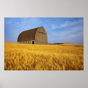 Rustic old barn in mature wheat field in the 2 poster