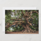 Rustic Old Olive Tree (Front)