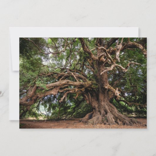 Rustic Old Olive Tree (Front)