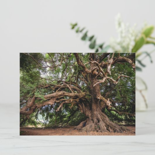 Rustic Old Olive Tree (Standing Front)