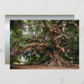 Rustic Old Olive Tree (Front/Back)