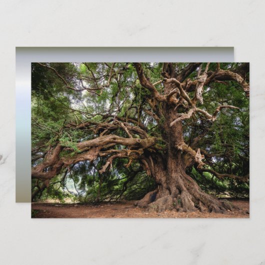 Rustic Old Olive Tree (Front/Back)