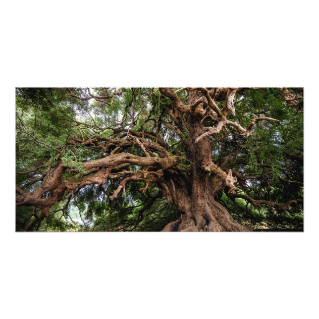 Rustic Old Olive Tree Card (Front)