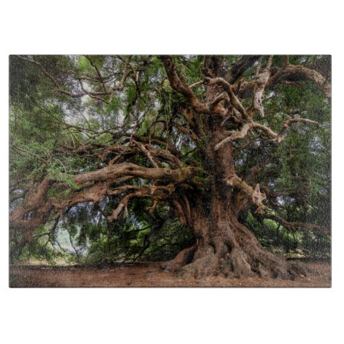 Rustic Old Olive Tree Cutting Board