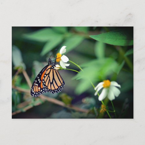 Rustic Photo  Monarch and Wildflowers Postcard