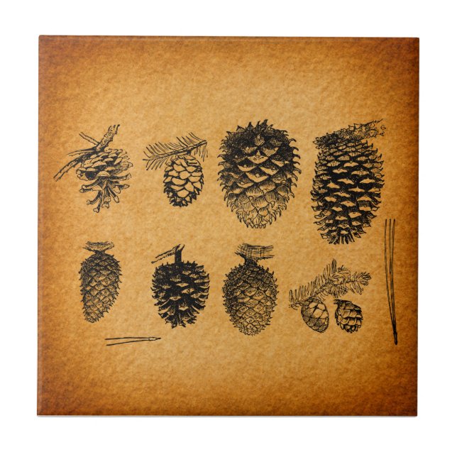 Rustic Pinecones Pine Cone Artwork Antique Design Ceramic Tile (Front)