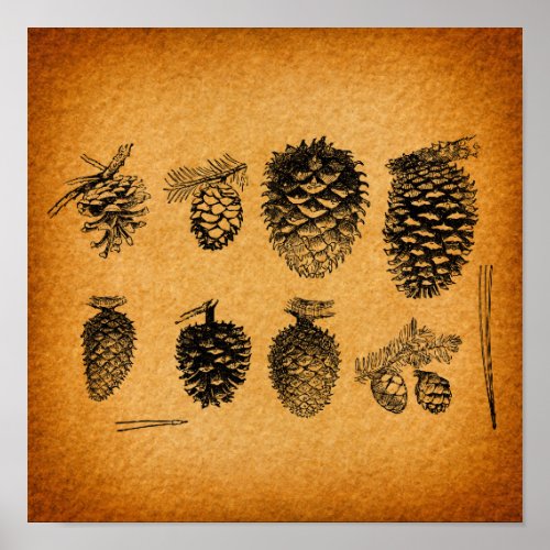 Rustic Pinecones Pine Cone Artwork Antique Design Poster