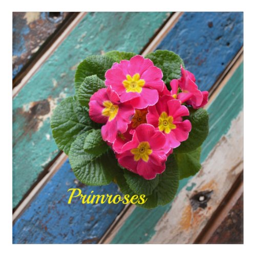 Rustic Pink Primroses Bright Colorful Floral Acrylic Print