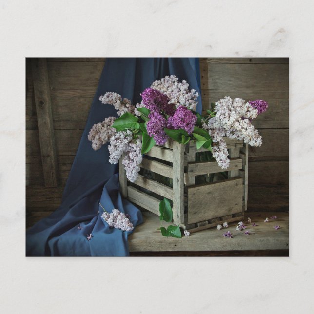 Rustic Purple and White Lilacs Floral Photo Postcard (Front)