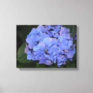 Rustic Purple Hydrangea macrophylla Canvas Print