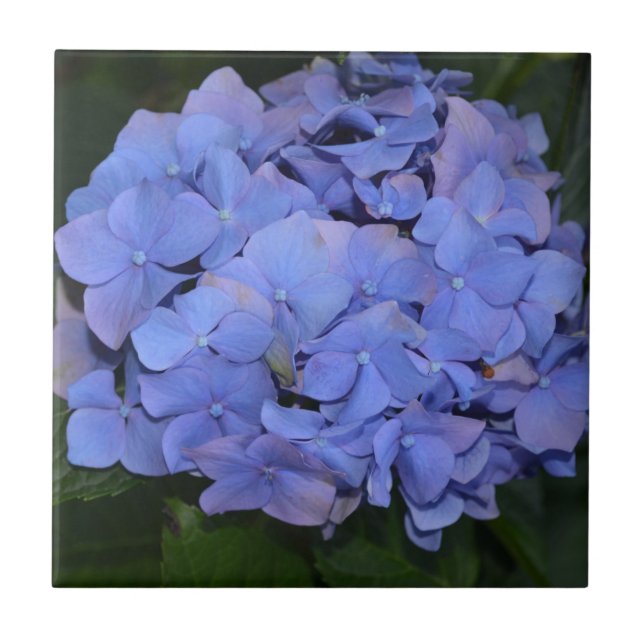 Rustic Purple Hydrangea macrophylla  Ceramic Tile (Front)