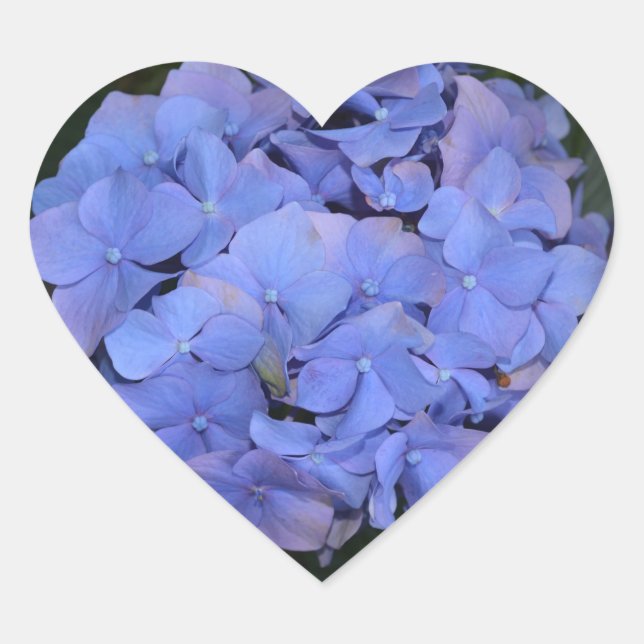 Rustic Purple Hydrangea macrophylla  Heart Sticker (Front)