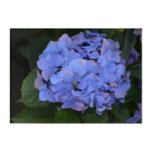 Rustic Purple Hydrangea macrophylla  Magnet Acrylic Print