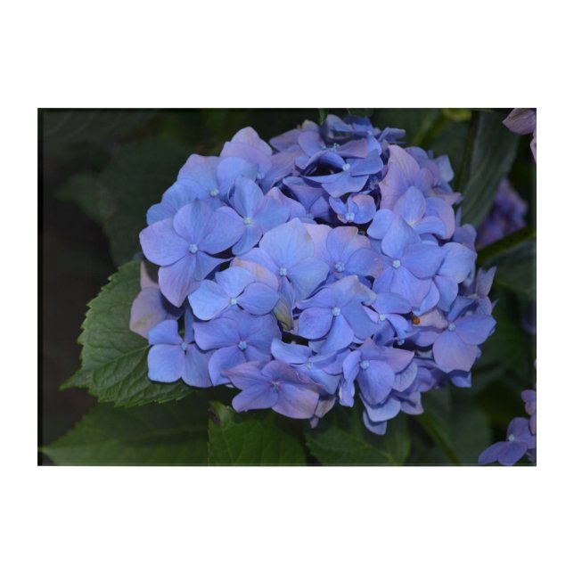 Rustic Purple Hydrangea macrophylla  Magnet Acrylic Print (Front)